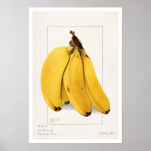 ヴィンテージ植物学「バナナ」アマンダアルミラニュートン ポスター