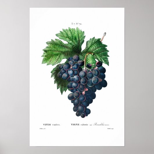 ヴィンテージ植物学「黒ぶどう」レッドテ ポスター (正面)