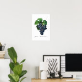 ヴィンテージ植物学「黒ぶどう」レッドテ ポスター (ホームオフィス)