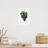 ヴィンテージ植物学「黒ぶどう」レッドテ ポスター (キッチン)