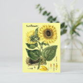 ヴィンテージ植物性ひまわり園春葉書 ポストカード (スタンド正面)