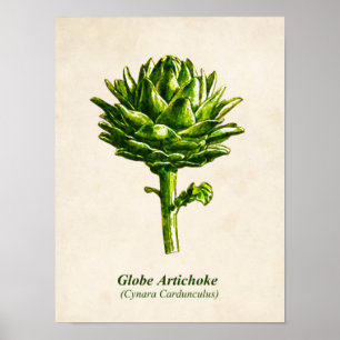 ヴィンテージ植物性イラストレーションアーティチョーク ポスター
