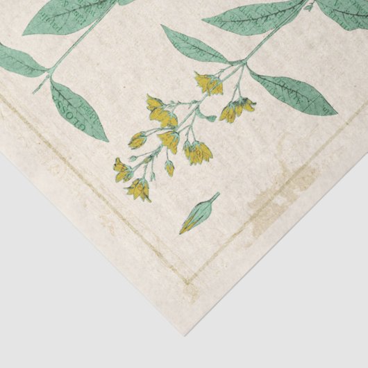 ヴィンテージ植物性イラストレーションイエローワイルドフラワー 薄葉紙 (詳細)