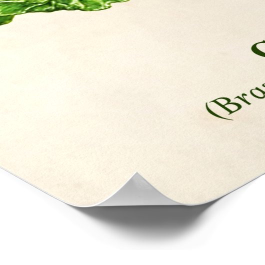 ヴィンテージ植物性イラストレーションキャベツ ポスター (角)