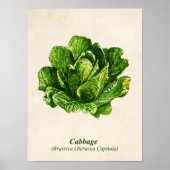 ヴィンテージ植物性イラストレーションキャベツ ポスター (正面)