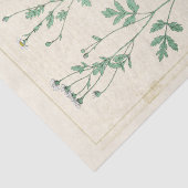 ヴィンテージ植物性イラストレーションホワイトワイルドフラワー 薄葉紙 (詳細)