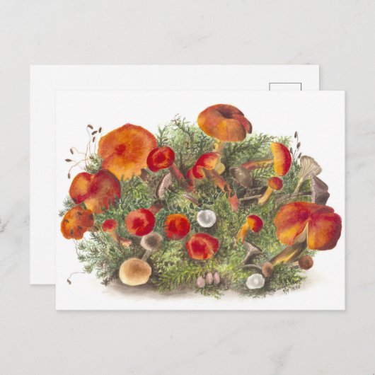 ヴィンテージ植物性イラストレーション葉書 ポストカード (正面/裏面)