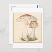 ヴィンテージ植物性イラストレーション葉書 ポストカード (正面/裏面)