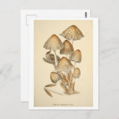 ヴィンテージ植物性イラストレーション葉書 ポストカード (正面/裏面)