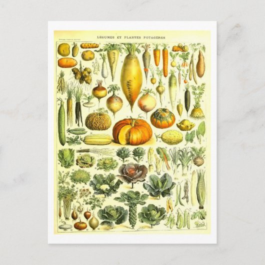ヴィンテージ植物性イラストレーション葉書 ポストカード (正面)