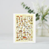 ヴィンテージ植物性イラストレーション葉書 ポストカード (スタンド正面)