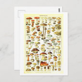 ヴィンテージ植物性イラストレーション葉書 ポストカード (正面/裏面)