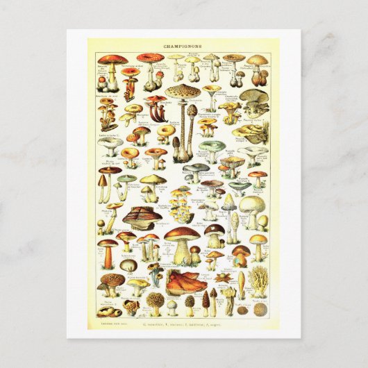 ヴィンテージ植物性イラストレーション葉書 ポストカード (正面)