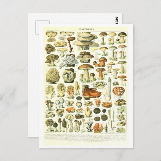 ヴィンテージ植物性イラストレーション葉書 ポストカード (正面/裏面)