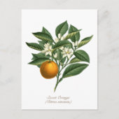 ヴィンテージ植物性オレンジフルーツ葉花 ポストカード (正面)