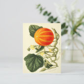 ヴィンテージ植物性カボチャのプリント。 ポストカード (スタンド正面)