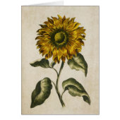 ヴィンテージ植物性フローラひまわりイラストレーション (正面)