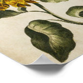 ヴィンテージ植物性フローラひまわりプリント ポスター (角)