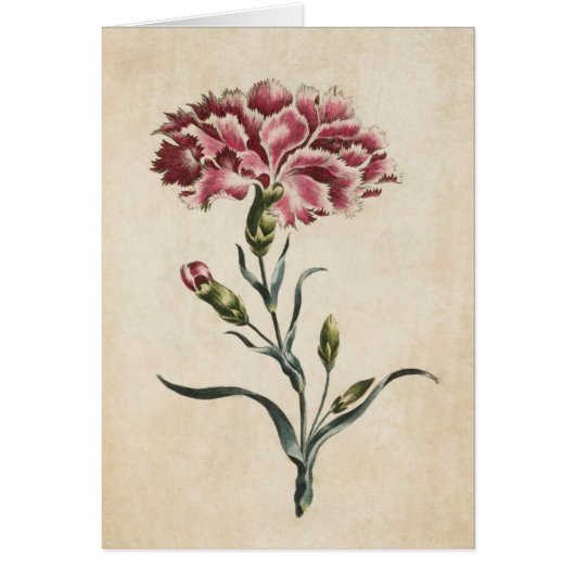 ヴィンテージ植物性フローラカーネーションイラストレーション (正面)