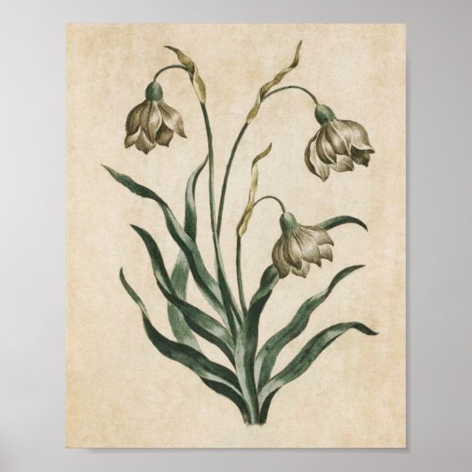 ヴィンテージ植物性フローラスノードロッププリント ポスター (正面)