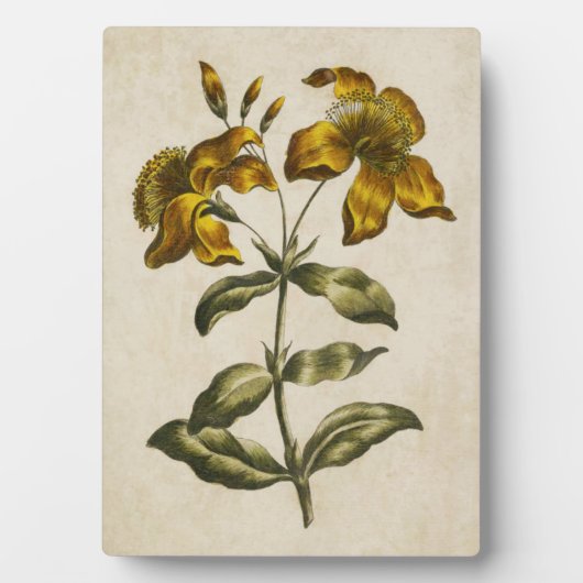 ヴィンテージ植物性フローラセントジョンズウォルト フォトプラーク (正面)