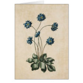 ヴィンテージ植物性フローラハイパティカイラストレーション (正面)