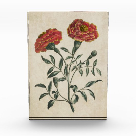 ヴィンテージ植物性フローラフランスのマリゴールド フォトブロック (正面)