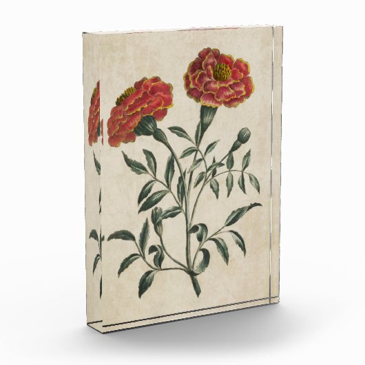 ヴィンテージ植物性フローラフランスのマリゴールド フォトブロック (左)