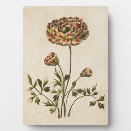 ヴィンテージ植物性フローラランヌカルス フォトプラーク (正面)