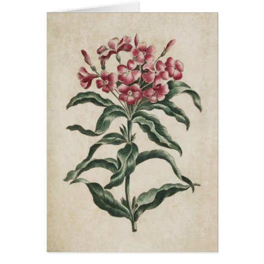 ヴィンテージ植物性フローラリチニデアイラストレーション (正面)