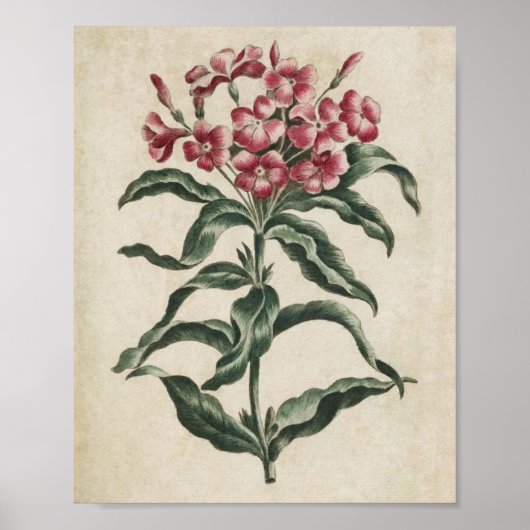 ヴィンテージ植物性フローラリチニデアプリント ポスター (正面)