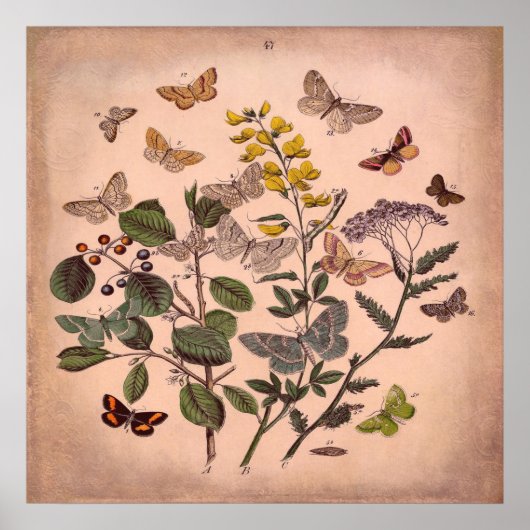 ヴィンテージ植物性フローラ蝶ピ素朴ンク ポスター (正面)