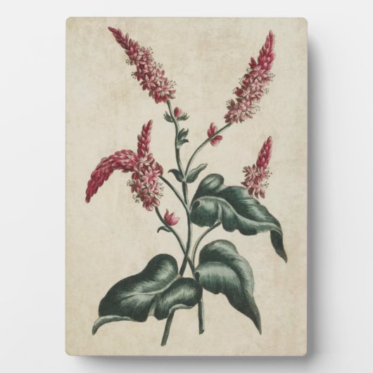 ヴィンテージ植物性フローラPersicaria フォトプラーク (正面)