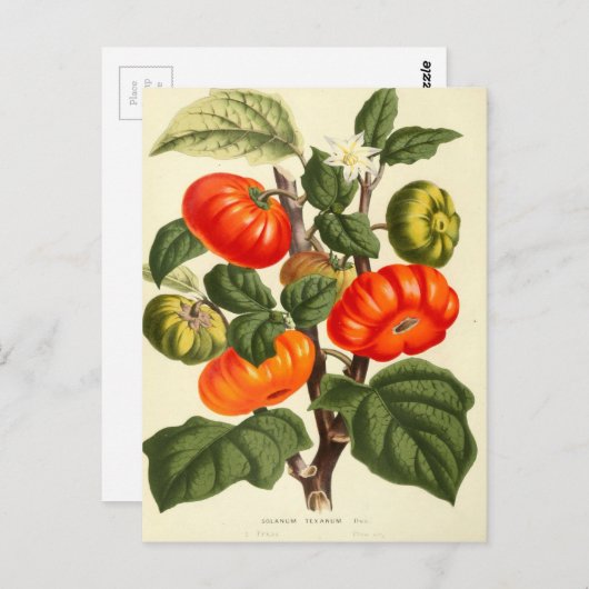 ヴィンテージ植物性プリントのトマト ポストカード (正面/裏面)