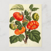 ヴィンテージ植物性プリントのトマト ポストカード (正面)