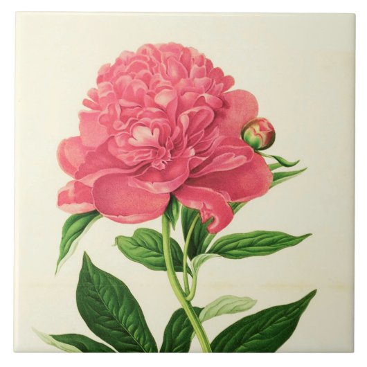 ヴィンテージ植物性プリントコーラルピンク牡丹 タイル (正面)