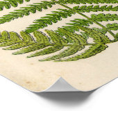 ヴィンテージ植物性プリント – ブレスケン/シダ ポスター (角)