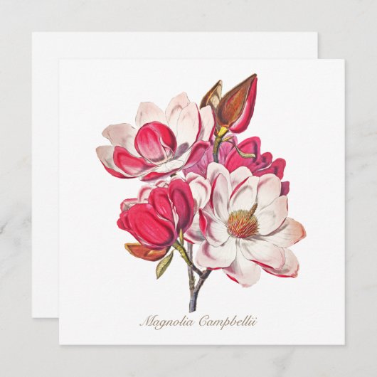 ヴィンテージ植物性マグノリアピンク白い花 (正面/裏面)