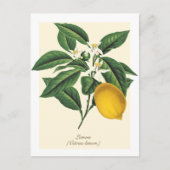 ヴィンテージ植物性レモンフルーツブロッサム葉 ポストカード (正面)