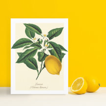 ヴィンテージ植物性レモンフルーツブロッサム葉