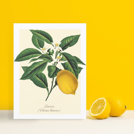 ヴィンテージ植物性レモンフルーツブロッサム葉 ポストカード