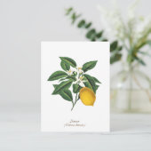 ヴィンテージ植物性レモンフルーツブロッサム葉 ポストカード (スタンド正面)
