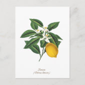 ヴィンテージ植物性レモンフルーツブロッサム葉 ポストカード (正面)
