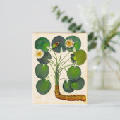 ヴィンテージ植物性《植物》スイレン旅行用はがき ポストカード (スタンド正面)