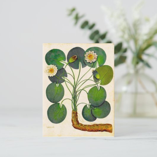 ヴィンテージ植物性《植物》スイレン旅行用はがき ポストカード (スタンド正面)