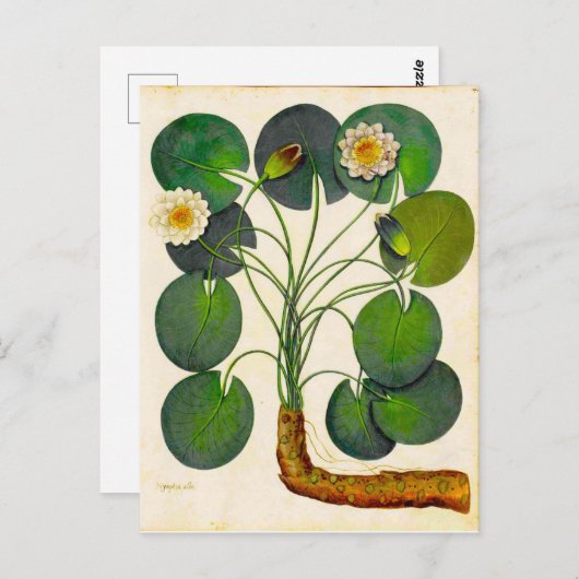 ヴィンテージ植物性《植物》スイレン旅行用はがき ポストカード (正面/裏面)