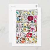 ヴィンテージ植物採集用葉書 ポストカード (正面/裏面)