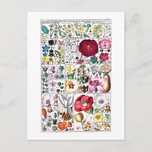 ヴィンテージ植物採集用葉書 ポストカード (正面)