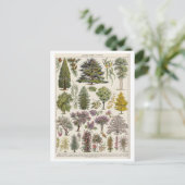 ヴィンテージ植物樹林イラストレーション ポストカード (スタンド正面)