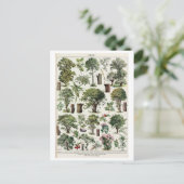 ヴィンテージ植物樹林イラストレーション ポストカード (スタンド正面)